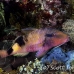 goatfish_manybar_cr_hsb_r_h_0199_kom2075.jpg